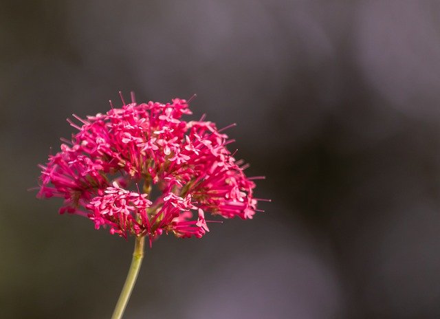 Free download red valerian centranthus ruber free picture to be edited with GIMP free online image editor