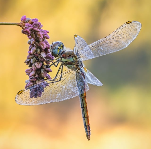 Free download red veined darter dragonfly insect free picture to be edited with GIMP free online image editor