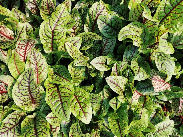 Free download Red Veined Sorrel Vegetable Leafy -  free photo or picture to be edited with GIMP online image editor