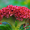 Red velvet cockscomb flower  screen for extension Chrome web store in OffiDocs Chromium