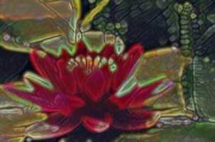 Free download Red Water Lily free photo or picture to be edited with GIMP online image editor