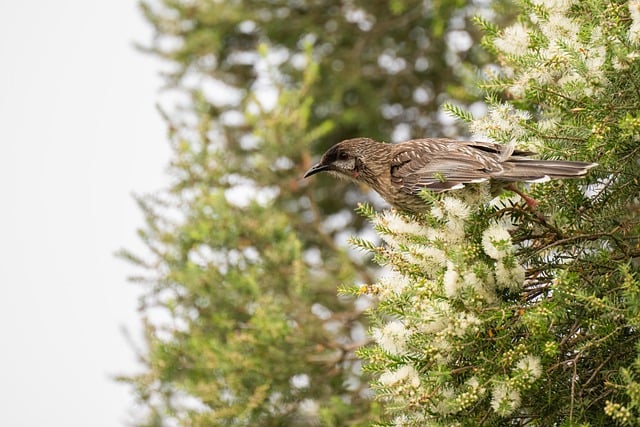 Free download red wattlebird wattlebird bird free picture to be edited with GIMP free online image editor
