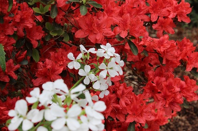 دانلود رایگان Red White Azalea - عکس یا تصویر رایگان برای ویرایش با ویرایشگر تصویر آنلاین GIMP