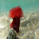 red wild sunflower wallpaper  screen for extension Chrome web store in OffiDocs Chromium