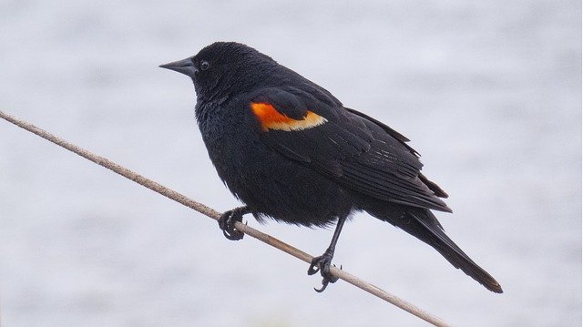 Скачать бесплатно Redwing Blackbird Feather - бесплатное фото или изображение для редактирования с помощью онлайн-редактора изображений GIMP