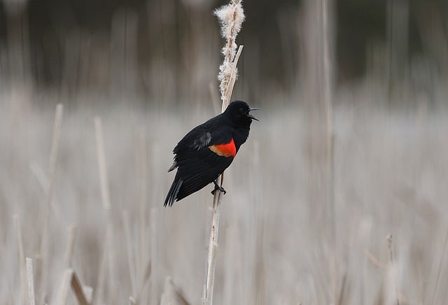 Free download red winged blackbird bird marsh free picture to be edited with GIMP free online image editor