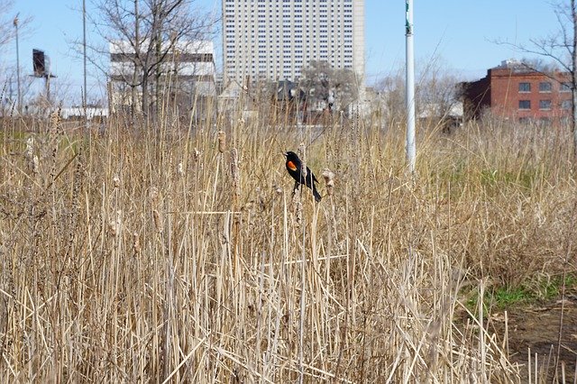 Безкоштовно завантажте Red-Winged Blackbird City State - безкоштовну фотографію чи зображення для редагування за допомогою онлайн-редактора зображень GIMP