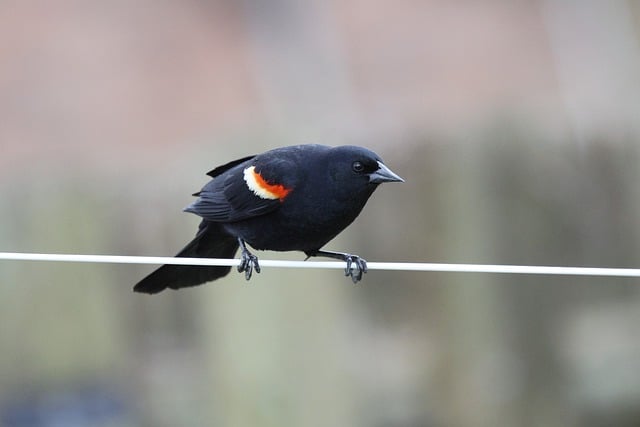 Free download red winged blackbird nature bird free picture to be edited with GIMP free online image editor