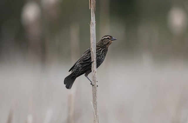 Free download red winged blackbird nature wildlife free picture to be edited with GIMP free online image editor