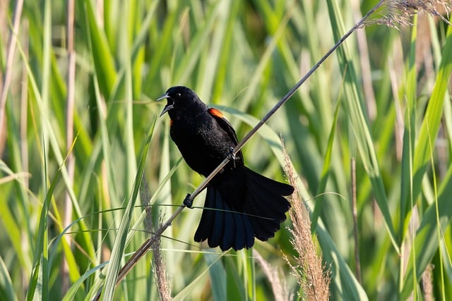 Free download red winged blackbird singing tall free picture to be edited with GIMP free online image editor