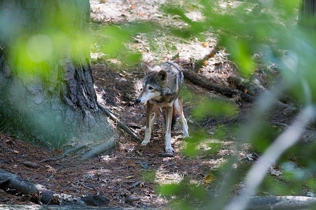 Muat turun percuma Red Wolf - foto atau gambar percuma untuk diedit dengan editor imej dalam talian GIMP