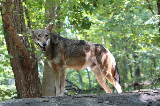 Free download Red Wolf Dog Mammal -  free photo or picture to be edited with GIMP online image editor