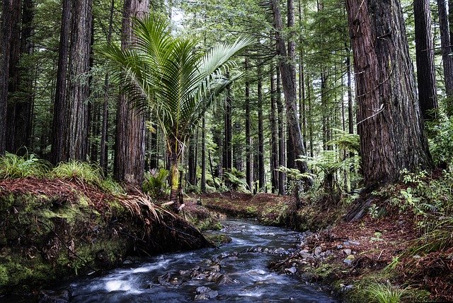 Bezpłatne pobieranie Redwoods Stream Landscape - darmowe zdjęcie lub obraz do edycji za pomocą internetowego edytora obrazów GIMP
