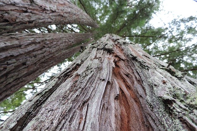 Unduh gratis Redwood Tall Trees - foto atau gambar gratis untuk diedit dengan editor gambar online GIMP