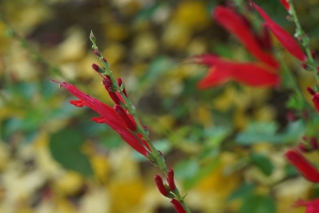 تنزيل مجاني Red Yellow Bud New - صورة مجانية أو صورة ليتم تحريرها باستخدام محرر الصور عبر الإنترنت GIMP