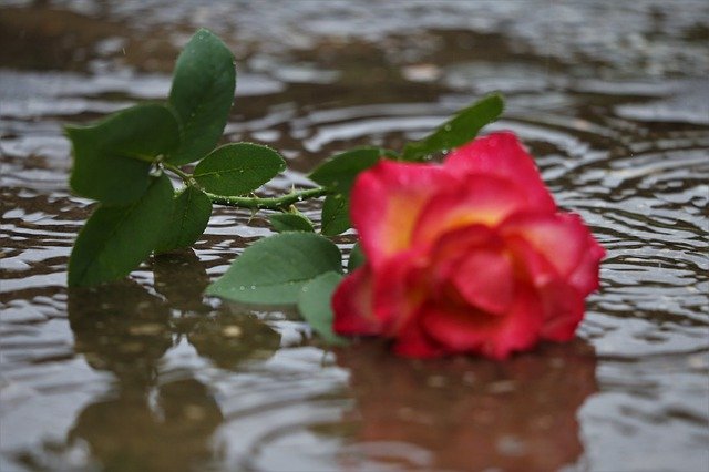 Free download Red Yellow Rose In Rain Lost Love -  free photo or picture to be edited with GIMP online image editor