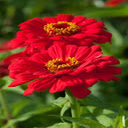 Red Zinnia Flower Wallpaper  screen for extension Chrome web store in OffiDocs Chromium