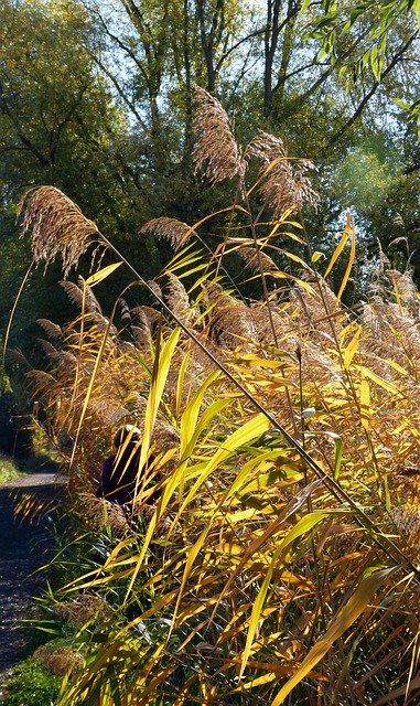 Free download Reed Autumn Nature -  free photo or picture to be edited with GIMP online image editor
