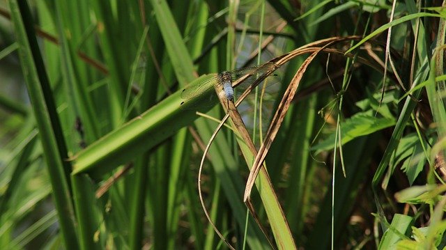 Download grátis Reed Bank Dragonfly - foto ou imagem gratuita para ser editada com o editor de imagens online GIMP