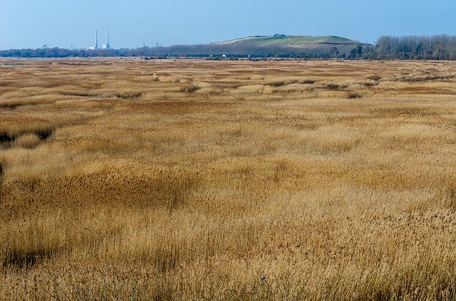 Скачать бесплатно Reed Bed Normandy France - бесплатное фото или изображение для редактирования с помощью онлайн-редактора GIMP