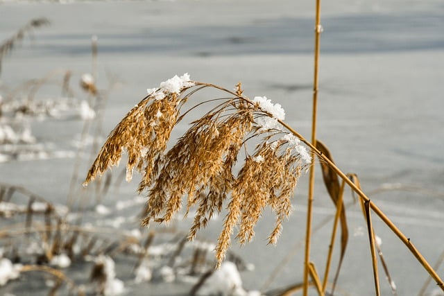 Free download reed cane grass plant winter snow free picture to be edited with GIMP free online image editor