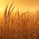 Reed field  screen for extension Chrome web store in OffiDocs Chromium Reed field  screen for extension Chrome web store in OffiDocs Chromium