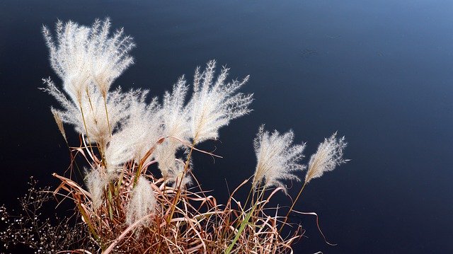 Unduh gratis Reed Flower Water - foto atau gambar gratis untuk diedit dengan editor gambar online GIMP