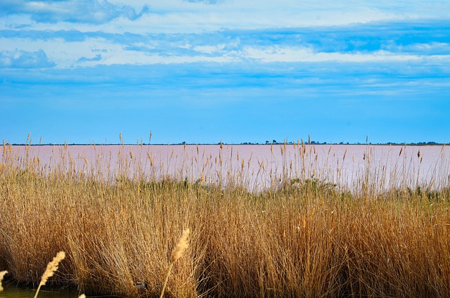 Free download reed grasses lake water bank free picture to be edited with GIMP free online image editor