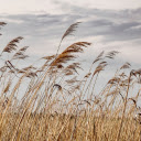 Reed Grass Grows Tall  screen for extension Chrome web store in OffiDocs Chromium