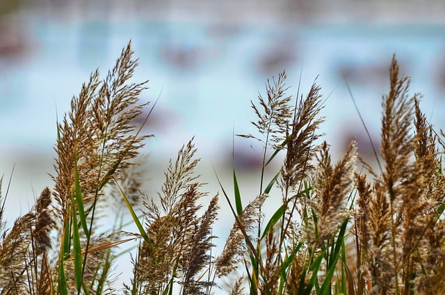 Free download reed grass plant botanical candy free picture to be edited with GIMP free online image editor
