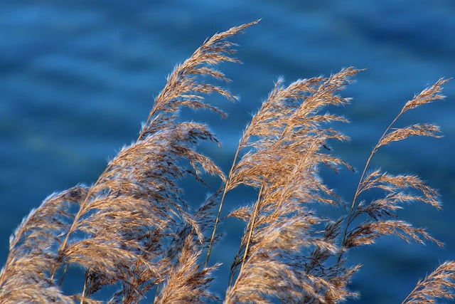 Free download reed lake stalks water plants free picture to be edited with GIMP free online image editor