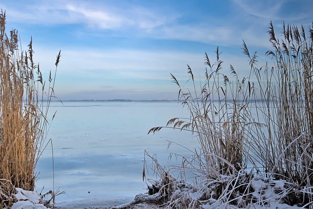 Free download reed lake winter snow grasses free picture to be edited with GIMP free online image editor