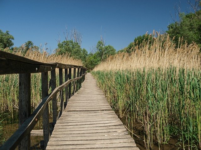 Free download Reed Plot Path Nature -  free photo or picture to be edited with GIMP online image editor