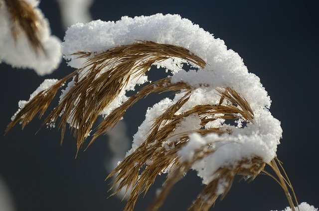 Free download Reed Reeds Snow -  free photo or picture to be edited with GIMP online image editor