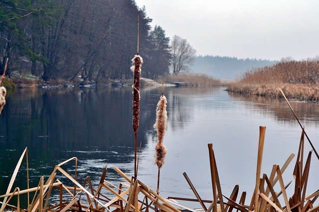 Free download Reed River Nature -  free photo or picture to be edited with GIMP online image editor