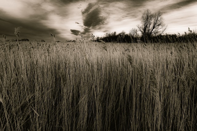 Free download reeds clouds overcast trees nature free picture to be edited with GIMP free online image editor