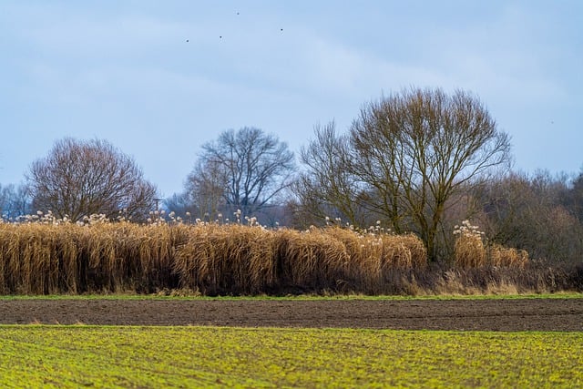 Free download reeds field nature landscape tree free picture to be edited with GIMP free online image editor