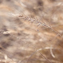 Reeds flowers  screen for extension Chrome web store in OffiDocs Chromium