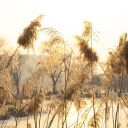 Reeds hang down by the river  screen for extension Chrome web store in OffiDocs Chromium