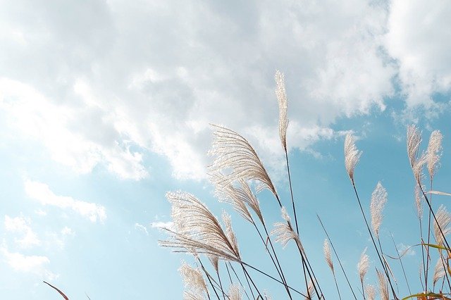 Free download Reed Sky -  free photo or picture to be edited with GIMP online image editor