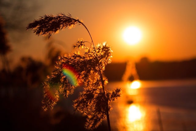 Free download reeds plant dry sunset sun free picture to be edited with GIMP free online image editor