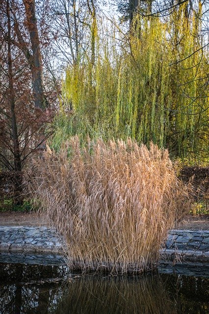 Скачать бесплатно Reeds Pond Water - бесплатное фото или изображение для редактирования с помощью онлайн-редактора изображений GIMP