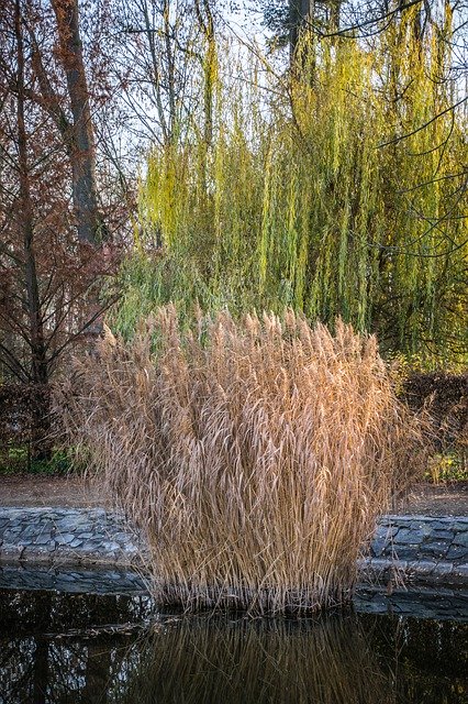 Descărcare gratuită Reeds Pond Water - fotografie sau imagini gratuite pentru a fi editate cu editorul de imagini online GIMP