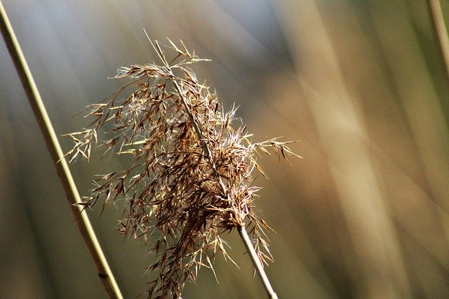 Descarga gratuita Reed Spring Water: foto o imagen gratuita para editar con el editor de imágenes en línea GIMP