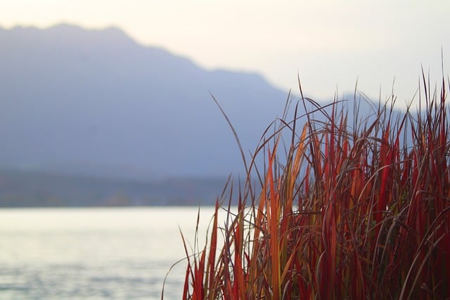 Free download reeds riverbank lake nature flora free picture to be edited with GIMP free online image editor