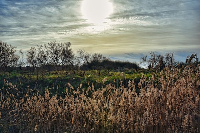 Free download reeds sun sky clouds free picture to be edited with GIMP free online image editor