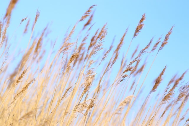 Free download reed stalks grasses summer nature free picture to be edited with GIMP free online image editor