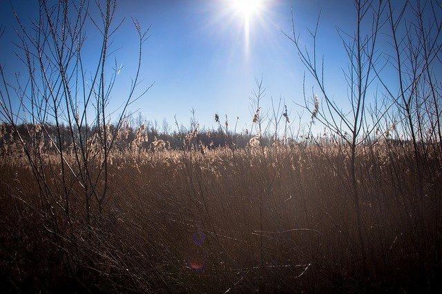 Free download Reed Swamp Nature -  free photo or picture to be edited with GIMP online image editor