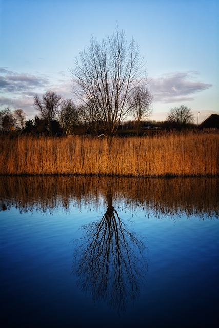 Free download reed tree lake water clouds free picture to be edited with GIMP free online image editor