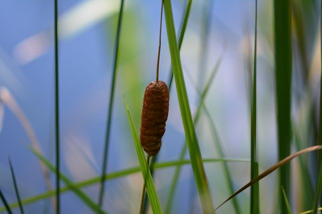 הורדה חינם של Reed Water - תמונה או תמונה בחינם לעריכה עם עורך התמונות המקוון GIMP